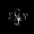 B&W Tulip - Floral Art Prints
